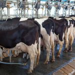 98 per cent of meat and dairy sustainability pledges are greenwashing