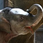 Asian elephant calf makes her public debut at DC’s National Zoo