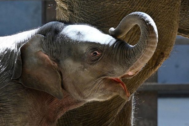 Asian elephant calf makes her public debut at DC’s National Zoo