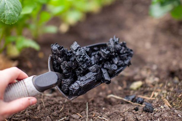 Biochar Was a Billion-Ton Dream, the Reality Is More Complicated