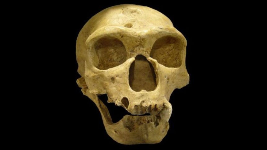 Brain Scans Reveal a Surprise About Neanderthal Intelligence : ScienceAlert