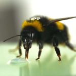 Bumblebees surprise scientists by showing a sense of rhythm