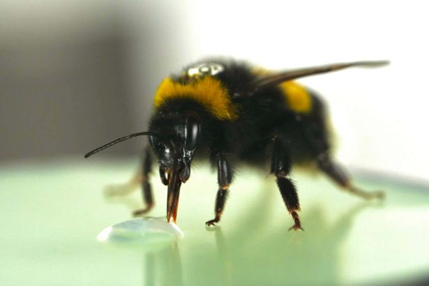 Bumblebees surprise scientists by showing a sense of rhythm