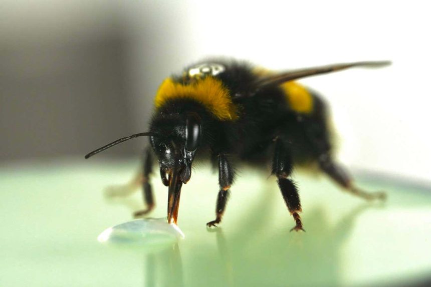 Bumblebees surprise scientists by showing a sense of rhythm