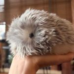 Casio’s AI Pet Moflin Review