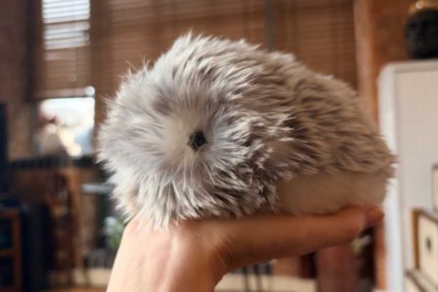 Casio’s AI Pet Moflin Review