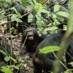 Chimpanzee group’s violent rupture hints at evolutionary roots of war