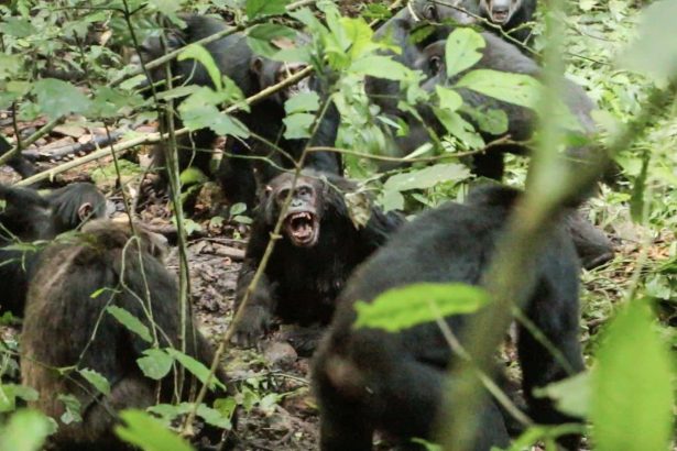 Chimpanzee group’s violent rupture hints at evolutionary roots of war