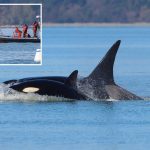 ‘Crowd favorite’ orcas shock whale watchers with first-time visit to Seattle
