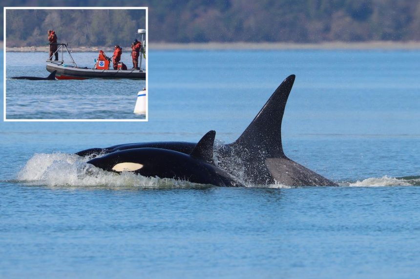 ‘Crowd favorite’ orcas shock whale watchers with first-time visit to Seattle