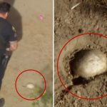 Easter egg hunt horror as kids find possible human skull