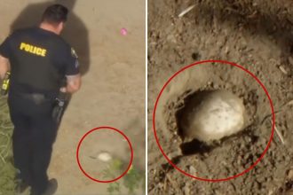 Easter egg hunt horror as kids find possible human skull