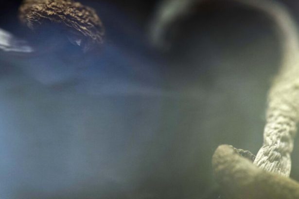 FDA fast-tracks review of new psychedelic mental health treatments