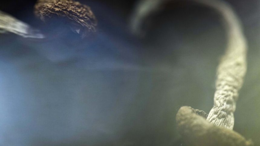 FDA fast-tracks review of new psychedelic mental health treatments