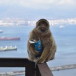 Gibraltar macaques are self-medicating with dirt to help them digest human. junk food