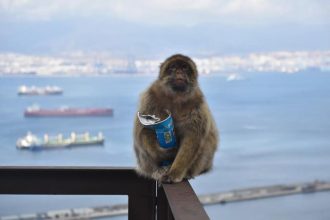Gibraltar macaques are self-medicating with dirt to help them digest human. junk food