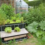 How To Grow Vegetables With Aquaponics