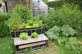How To Grow Vegetables With Aquaponics