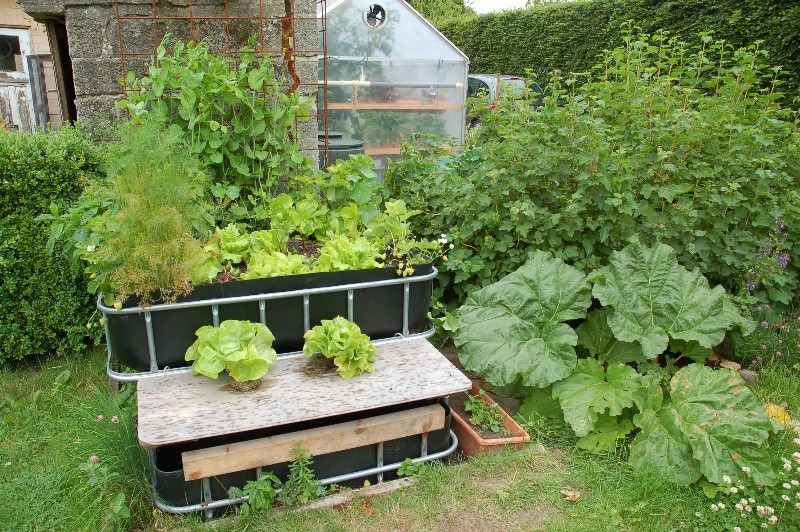 How To Grow Vegetables With Aquaponics