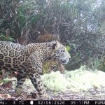 Imperiled ‘cloud jaguar’ spotted in Honduran mountains for the first time in a decade