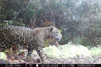 Imperiled ‘cloud jaguar’ spotted in Honduran mountains for the first time in a decade