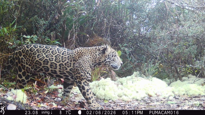Imperiled ‘cloud jaguar’ spotted in Honduran mountains for the first time in a decade