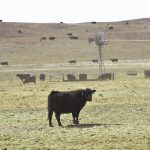 In Nebraska, wildfires are turning cattle ranching into a tricky business