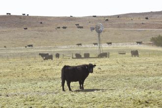 In Nebraska, wildfires are turning cattle ranching into a tricky business