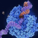 Multipurpose anti-viral pill may treat colds, norovirus, flu and covid