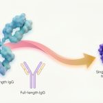 New Antibody Drugs Target Disease From Within