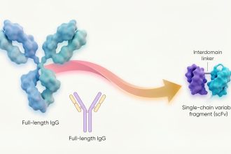 New Antibody Drugs Target Disease From Within