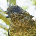 Parrot uses his broken beak to become a dominant male