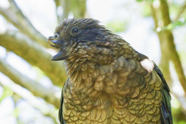 Parrot uses his broken beak to become a dominant male
