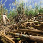 Sugar Prices Slip on Higher Sugar Output in India