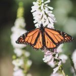 Survey shows significant decline in butterfly numbers