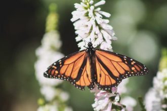 Survey shows significant decline in butterfly numbers