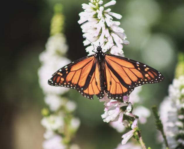 Survey shows significant decline in butterfly numbers