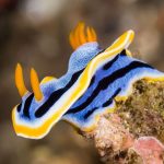 The Prettiest Sea Slugs Use Crystals in Their Skin as ‘Pixels’ of Color : ScienceAlert