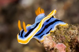 The Prettiest Sea Slugs Use Crystals in Their Skin as ‘Pixels’ of Color : ScienceAlert