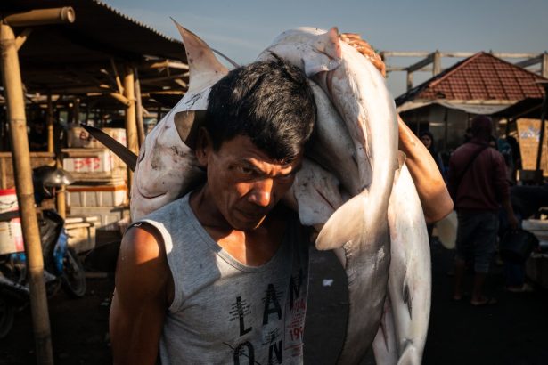 The crisis of overfishing in Southeast Asia : The Picture Show : NPR