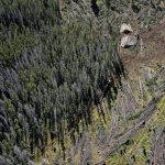 Trump wants to take an ax to the East’s last great forests