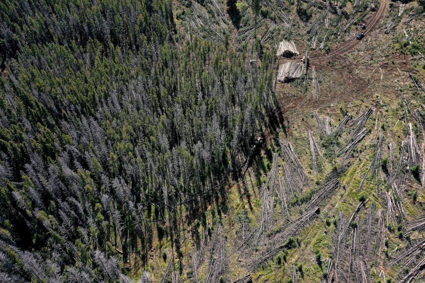 Trump wants to take an ax to the East’s last great forests