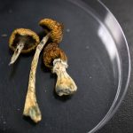 Trump’s order on psychedelics could have far-reaching science consequences