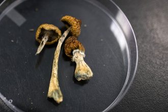 Trump’s order on psychedelics could have far-reaching science consequences