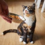 Tweaking the smell of cat food can encourage fussy felines to eat