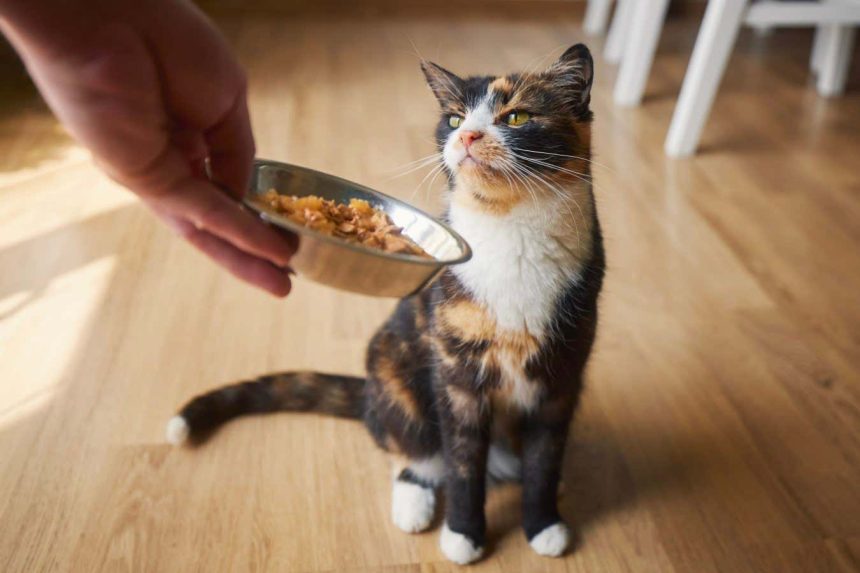 Tweaking the smell of cat food can encourage fussy felines to eat