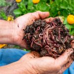 Vermicomposting: How a DIY worm farm can compost food scraps, paper or a whole kangaroo