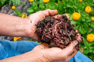 Vermicomposting: How a DIY worm farm can compost food scraps, paper or a whole kangaroo