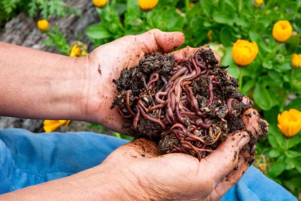 Vermicomposting: How a DIY worm farm can compost food scraps, paper or a whole kangaroo