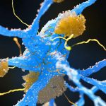 Weight-Loss Drugs May Reduce Buildup of Alzheimer’s Proteins, Major Review Finds : ScienceAlert